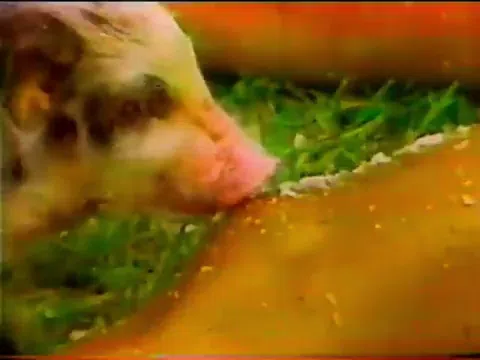 昭和のテレビ番組エロ画像