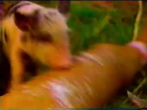 昭和のテレビ番組エロ画像